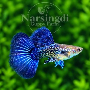 Purple Dragon Guppy Pair – Premium Purple Dragon Guppy Fish