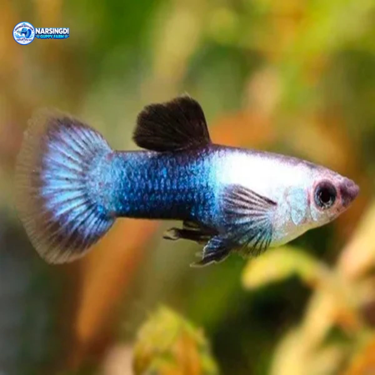 Blue/Black Panda Guppy Pair – Premium Guppy Fish