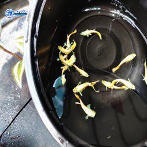 24K Gold Guppy Pair – Premium Golden Guppy Fish