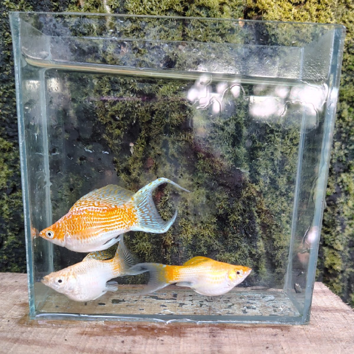 Fair Moontal Balloon Molly Pair – Premium Balloon Molly Fish