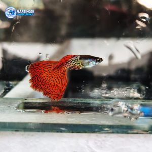 Red Metal Less Guppy Pair – Premium Guppy Fish