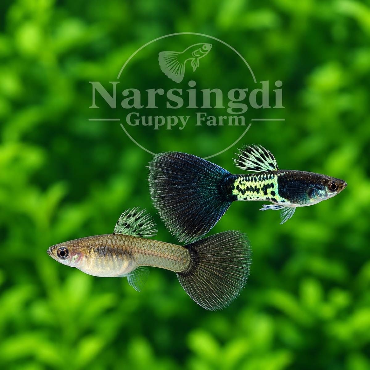 Galaxy Blue Guppy Pair – Premium Galaxy Blue Guppy Fish