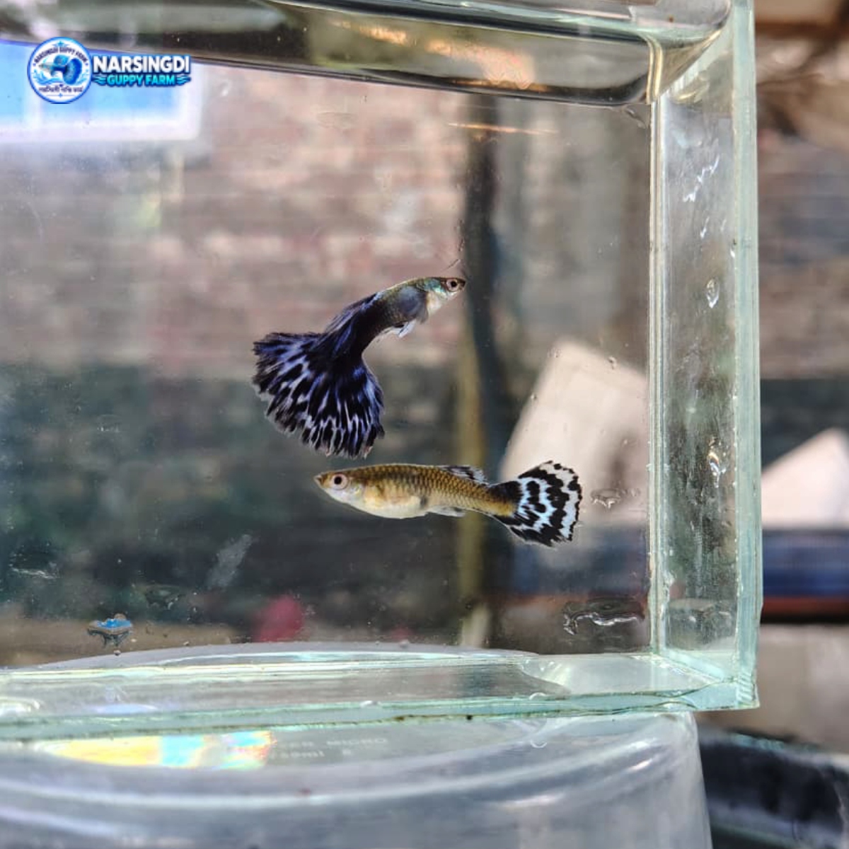 Dumbo Ear Purple Mosaic Guppy Pair – Premium Guppy Fish