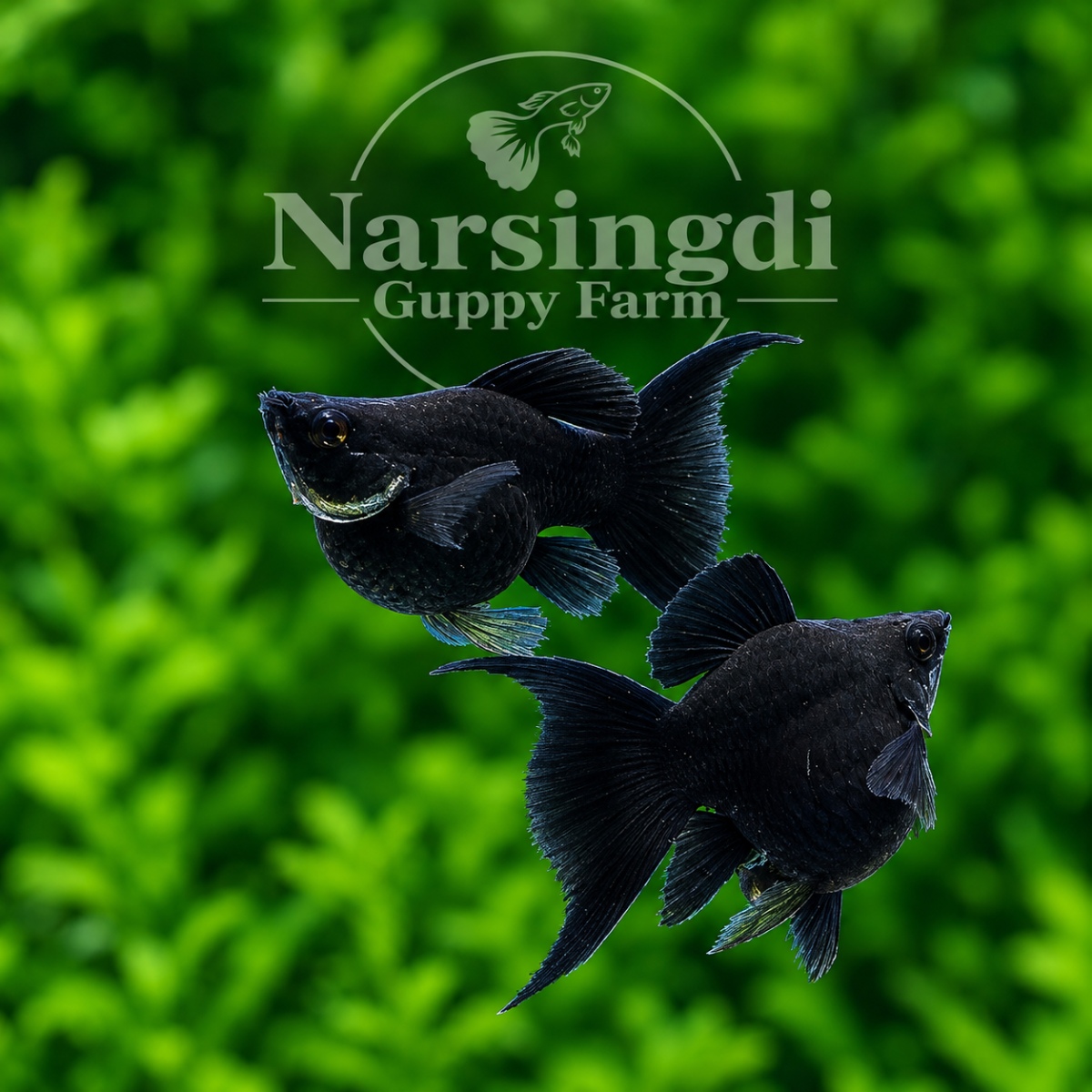 Black Moontal Balloon Molly Pair – Premium Black Balloon Molly Fish