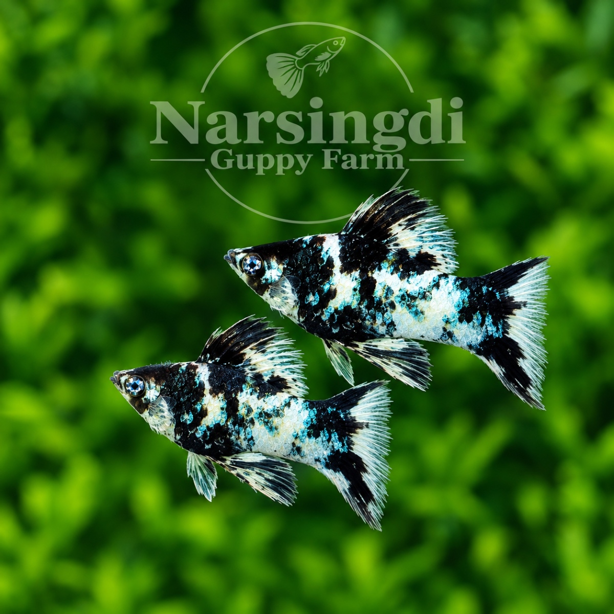 Diamond Eye Zebra Balloon Molly Pair – Premium Zebra Balloon Molly Fish