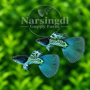 Coral Blue Metal Guppy Pair – Premium Blue Metal Guppy Fish