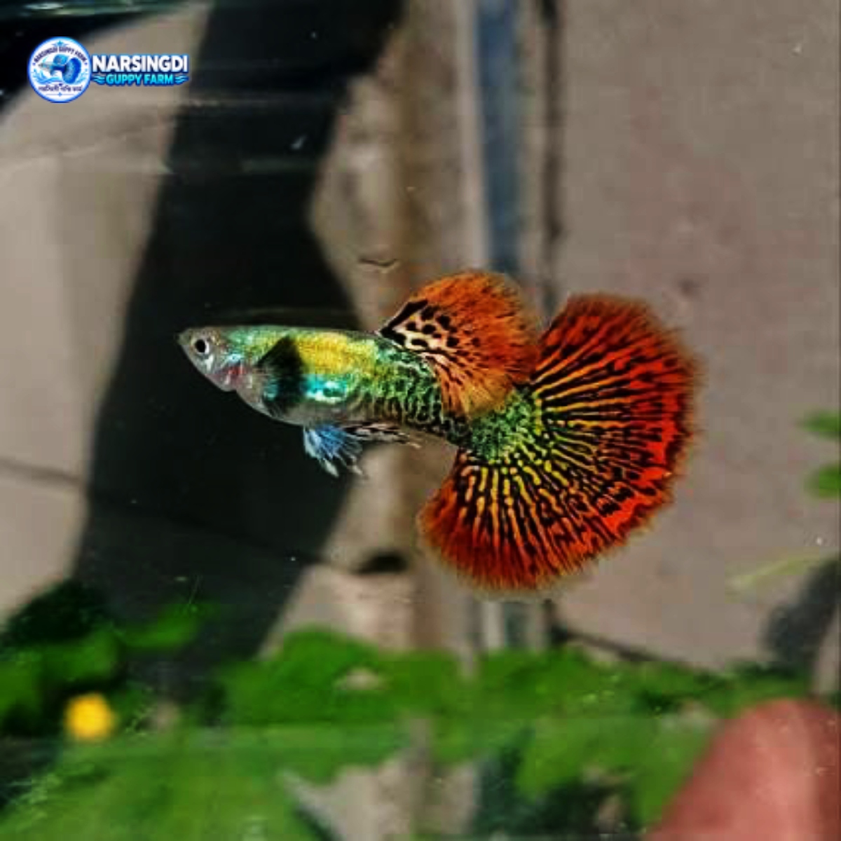 Red Dragon Guppy Pair – Premium Red Dragon Guppy Fish