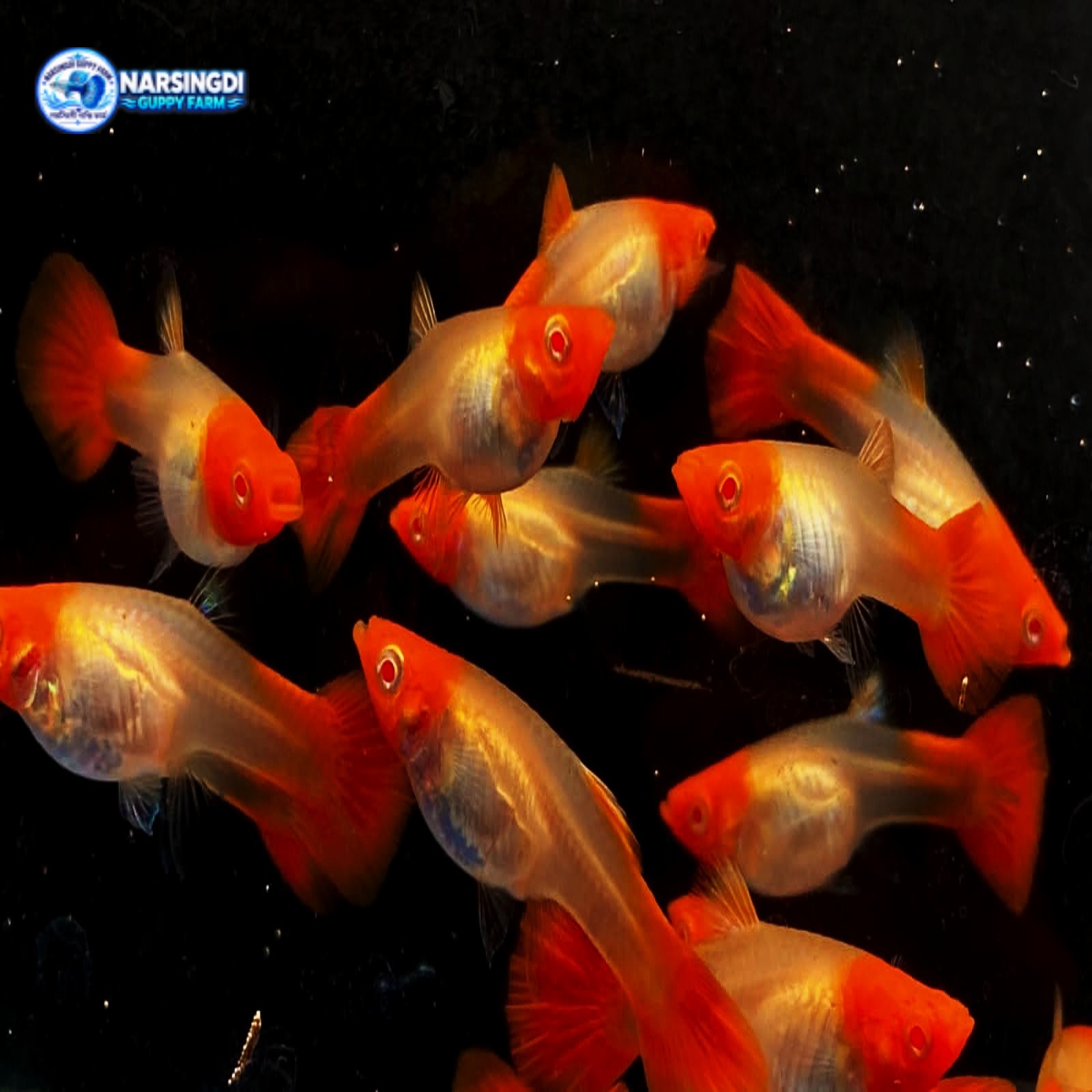 Albino Koi Guppy Pair | Premium New Adult Guppy Fish
