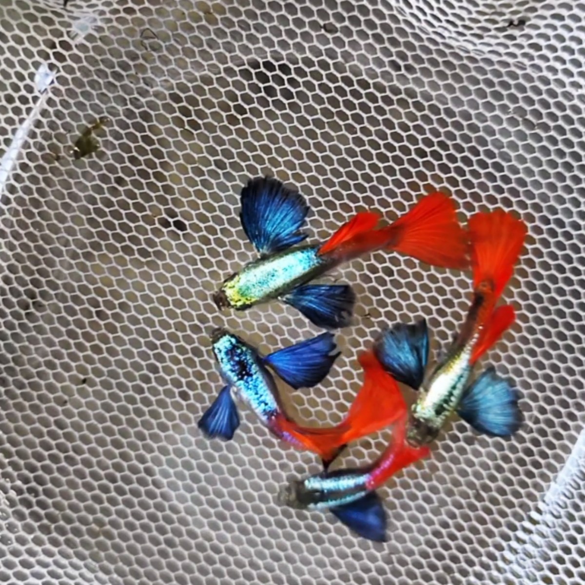 Plantinum Red Tail Dumbo Big Ear Guppy Pair