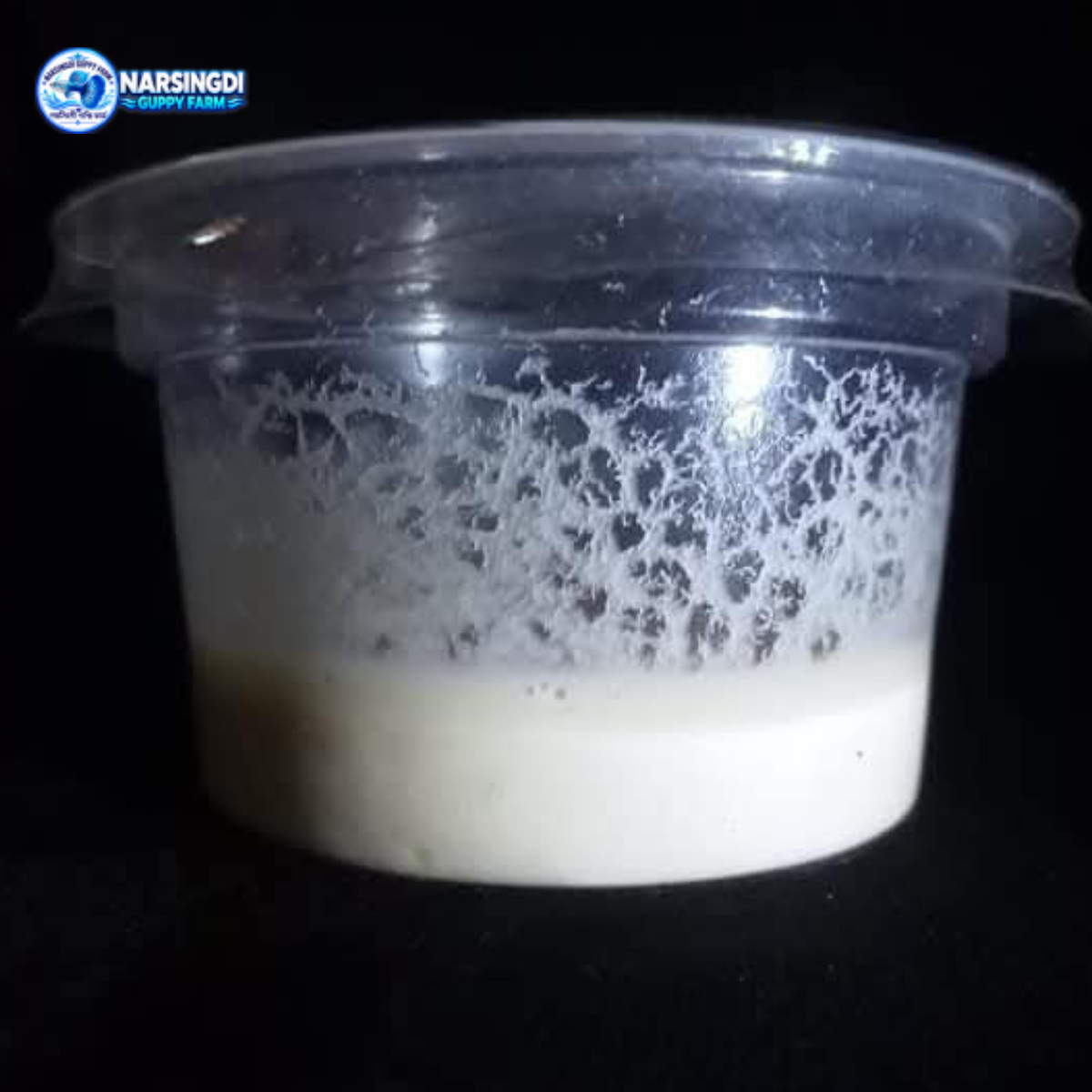 Microworm Culture Live Food 4 Pot Bundle | Fish Fry Live Food Live Food