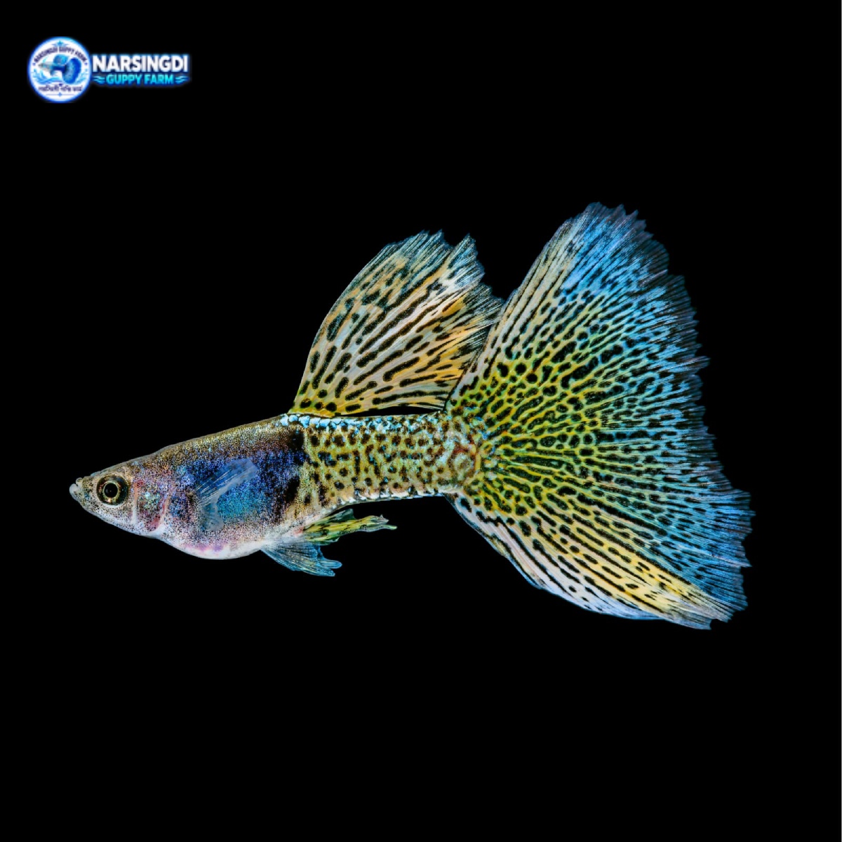 Coral Metal Snakeskin Guppy Pair – Premium Snakeskin Guppy Fish