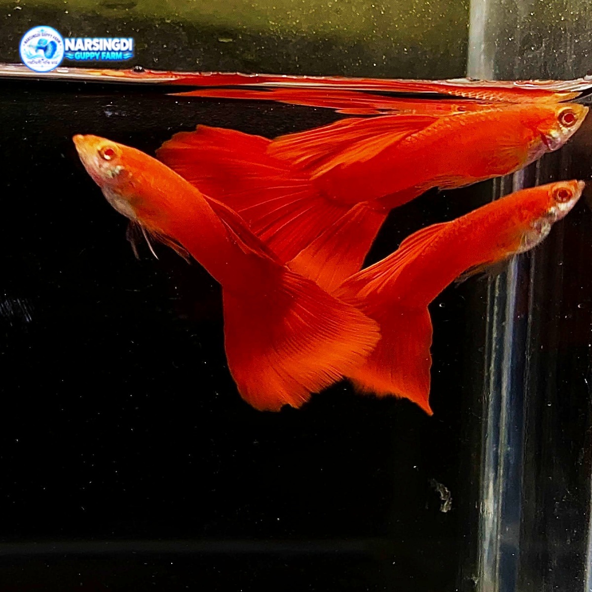 Albino Red Moscow Guppy Pair – Premium Guppy Fish