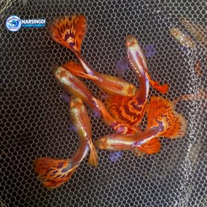 Albino Pink Mosaic Guppy Pair