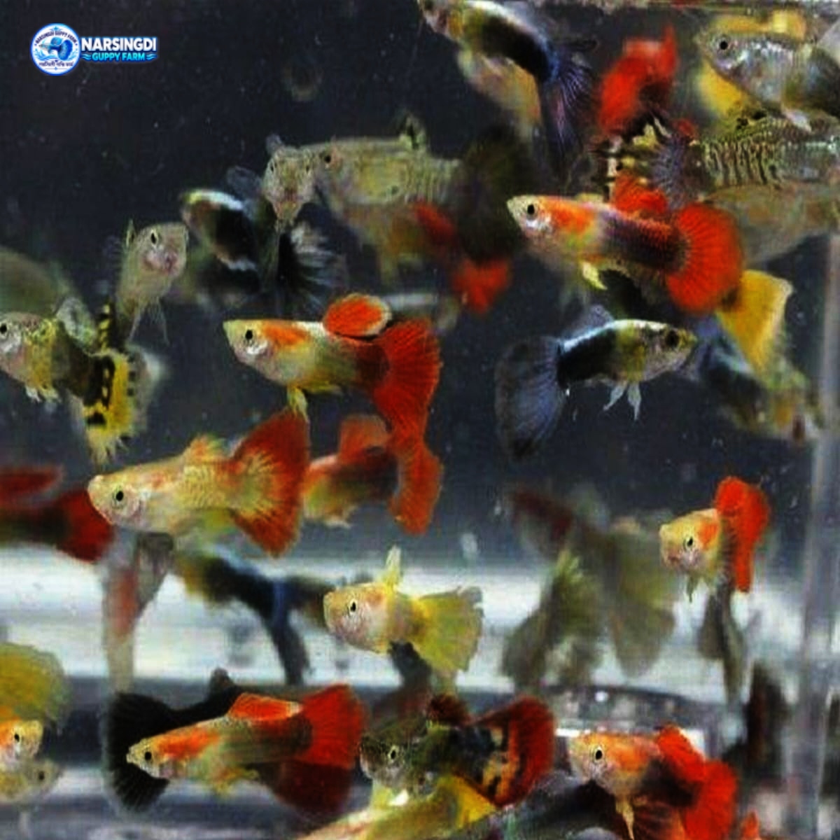 Fancy Mix Guppy Fish Pair